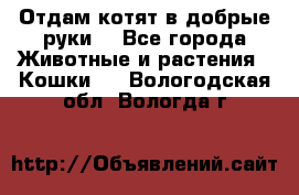 Отдам котят в добрые руки. - Все города Животные и растения » Кошки   . Вологодская обл.,Вологда г.